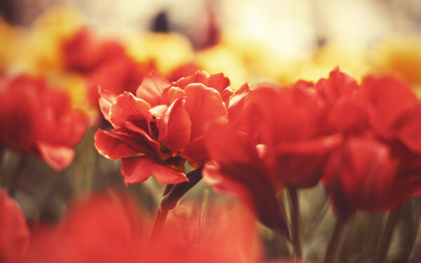 Wallpaper Flowers, Macro