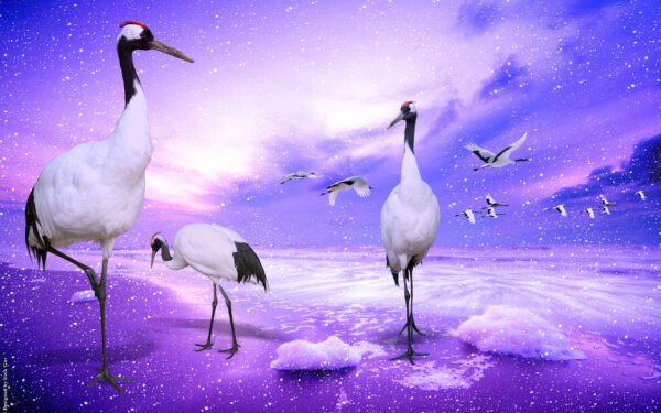 Wallpaper Crowned, Japan, Cranes