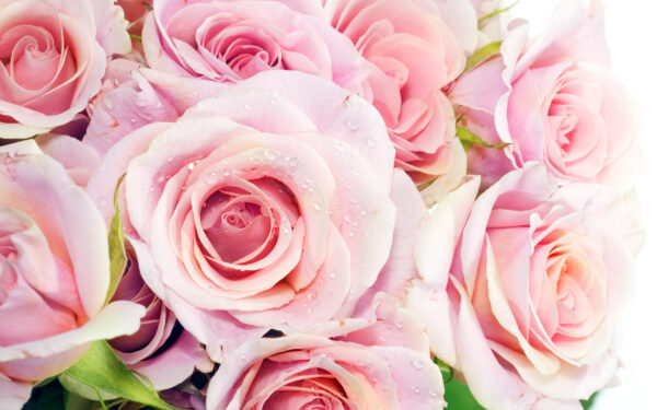 Wallpaper Roses, Pink