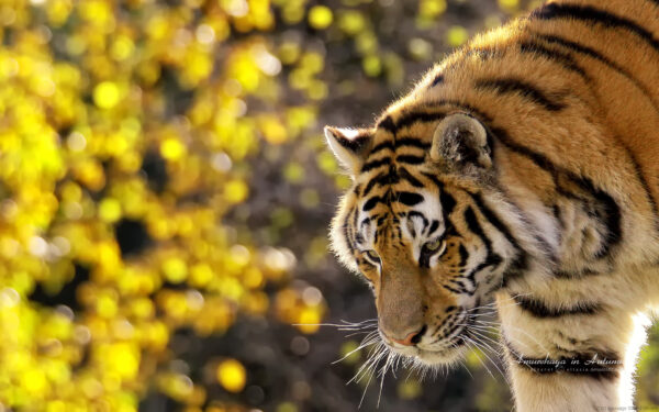 Wallpaper Tiger, Beautiful