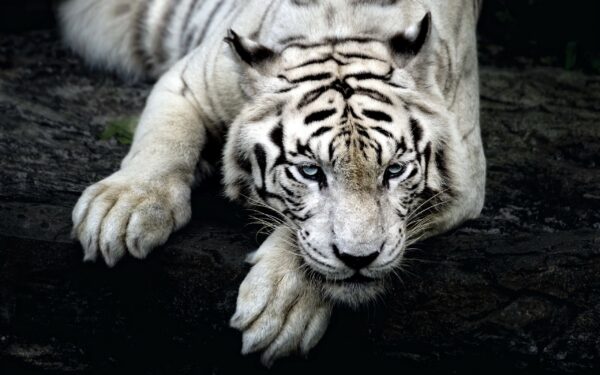 Wallpaper White, Tiger