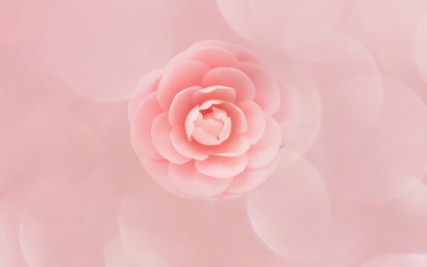 Wallpaper Flower, Peach
