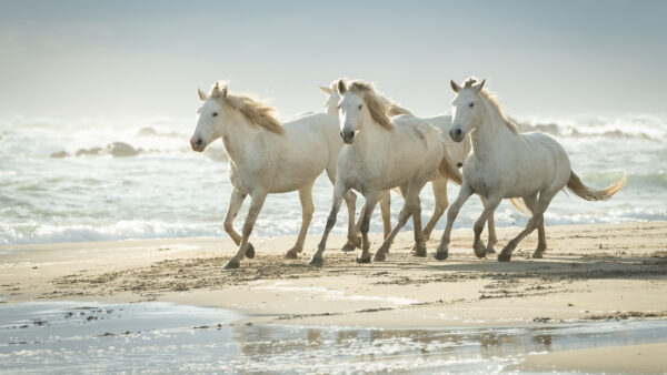 Wallpaper Beach, Animals, Cute, Horses, White, Sand, Desktop, Running