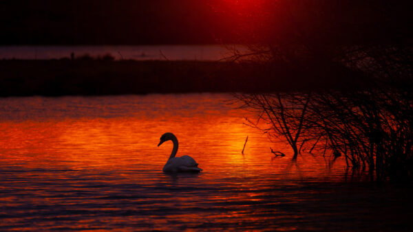 Wallpaper 5k, Cool, 4k, Mobile, Bird, Swan, Desktop, Wallpaper, Phone, Background, Pc, Lake, Images