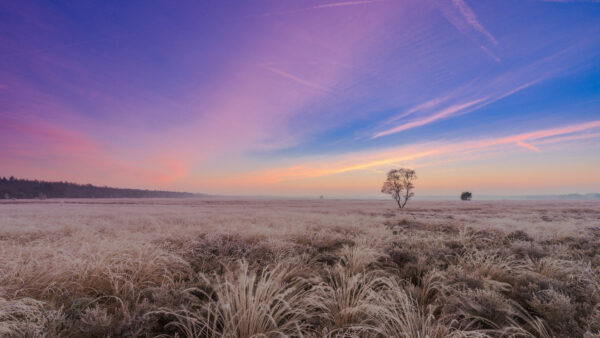 Wallpaper Above, Desktop, Brown, Grass, Beautiful, Sky, Field, Light, Nature, Purple, Mobile