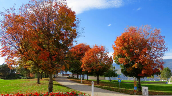 Wallpaper Cloudy, Path, Desktop, Colorful, Between, Mobile, Sky, Autumn, Blue, Nature, Trees, Under