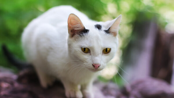 Wallpaper Sitting, Cat, Green, Tree, Cute, Background, Trunk, White, Desktop, Animals, Blur