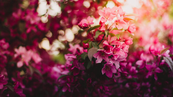 Wallpaper Background, Desktop, Bokeh, Flowers, Tree, Mobile, Pink