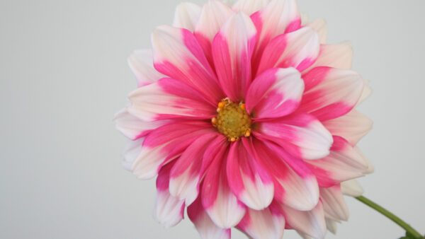 Wallpaper Background, White, Ash, Flowers, With, Pink, Flower, Desktop, And