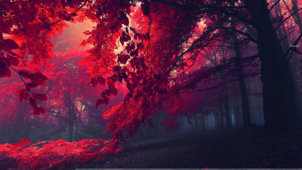Wallpaper Trees, Leaves, Autumn, Red, Forest