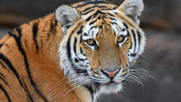 Wallpaper Background, Desktop, With, Yellow, Tiger, Blur, Animals, Eyes