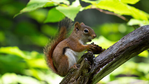 Wallpaper With, Nut, Tree, Branch, Desktop, Squirrel