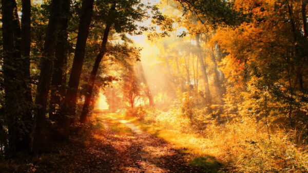 Wallpaper With, Fall, Morning, Path, Time, Foliage, Desktop, Sunbeam, During, Nature