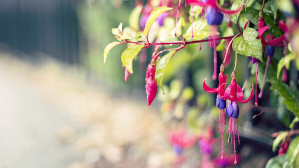 Wallpaper Flowers, Leaves, Bud, Purple, Desktop, Background, Mobile, Green, Blur