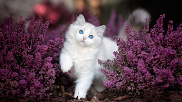 Wallpaper White, Kitten, Cat, Eyes, Flowers, Purple, Standing, Between, Plants, Blue