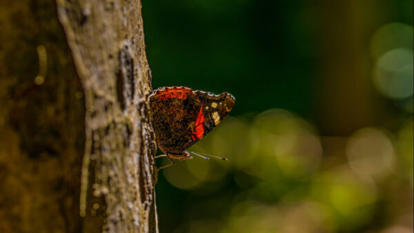 Wallpaper Trunk, Butterfly, Green, Bokeh, Tree, Black, Red, Mobile, Blur, Desktop, Background