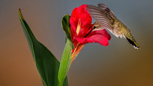 Wallpaper Birds, From, Background, Bird, Sucking, Flower, Red, Nectar, Blur, Green