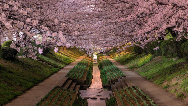 Wallpaper Beautiful, Trees, Garden, Desktop, Cherry, Pink, Japanese, Blossom