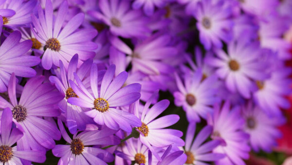 Wallpaper Spring, Purple, Bunch, Flowers, Desktop