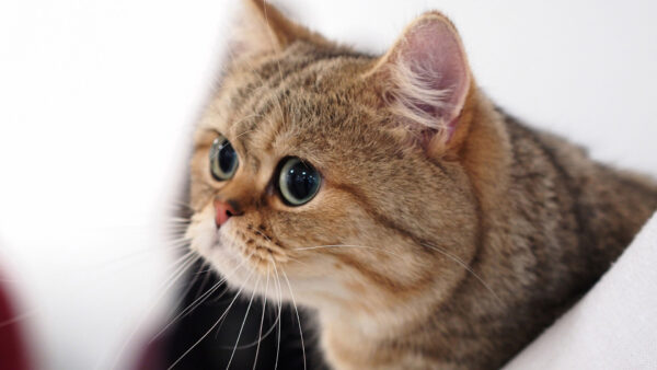 Wallpaper Eyes, Green, With, Desktop, Cat, White, Brown, Background, And, Black