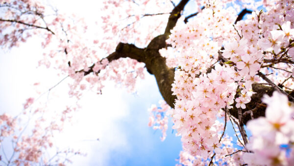Wallpaper Desktop, Tree, Winter, Japanese, Flowers, Blossom