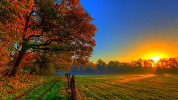 Wallpaper The, Beautiful, Nature, Blue, Field, Paddy, Sky, Trees, Over, Sunrise, Background