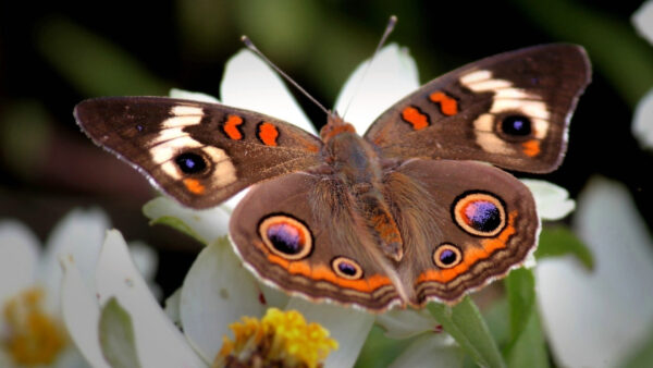 Wallpaper Butterfly, Orange, White, Brown, Desktop, Flower