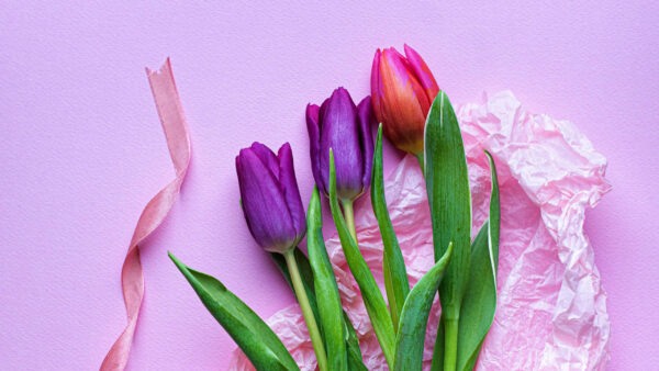 Wallpaper Flowers, Pink, Background, Tulips, Purple