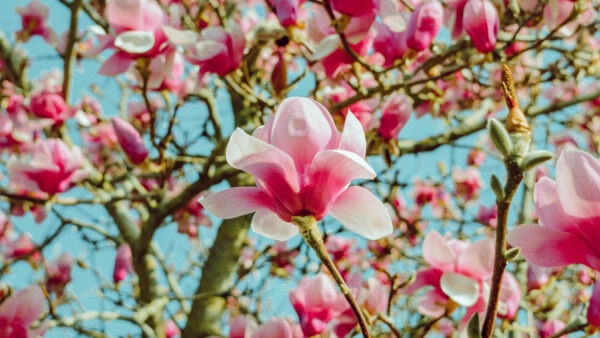 Wallpaper Magnolia, Pink, Flowers, Floral