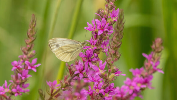 Wallpaper Flowers, Pink, Background, Butterfly, Yellow, Green, Light