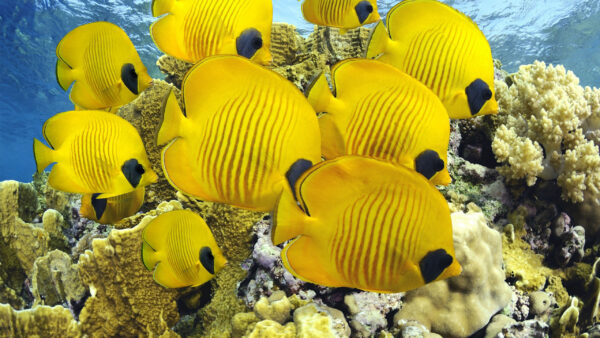 Wallpaper Desktop, Underwater, Shoaling, Yellow, Coral, Fish, Near