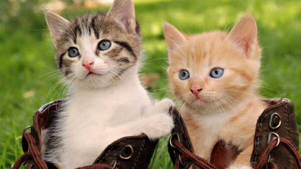 Wallpaper Inside, Cat, Blur, White, Background, Green, Black, Bag, Cute, Brown