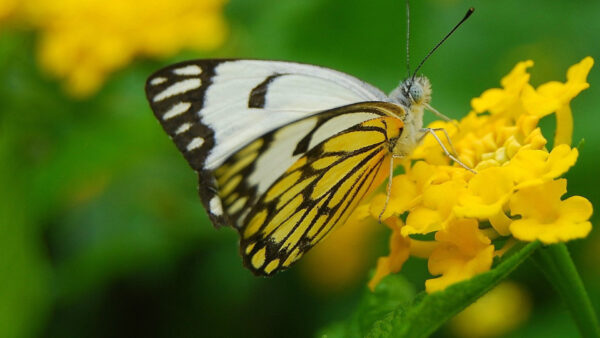 Wallpaper Flowers, Green, Background, White, Butterfly, Blur, Yellow