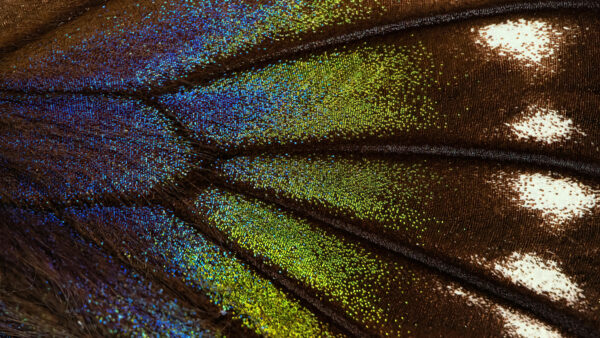 Wallpaper Glitter, Abstract, Mobile, Abstraction, Desktop, Green, Brown, Feather, Blue