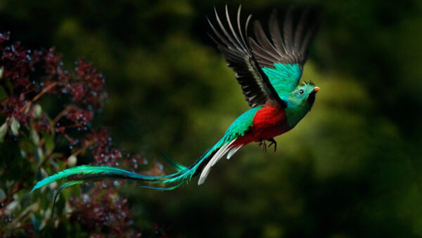 Wallpaper Bird, Quetzal, Green, Background, Blur, Hovering, Birds