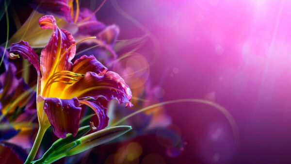Wallpaper Background, Yellow, Flower, Purple