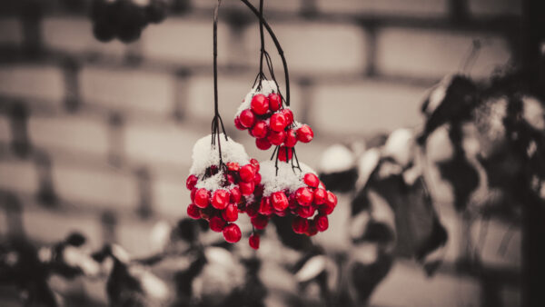 Wallpaper Mobile, Blur, Photography, Desktop, Red, Snow, Berries, Viburnum, With, Background