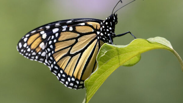 Wallpaper Light, Background, Green, Butterfly, Dots, Black, White, Brown, Blur, Leaf