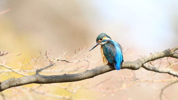 Wallpaper Blue, Mobile, Kingfisher, Bird, Tree, Blur, Brown, Birds, Background, Branch, Desktop, Standing