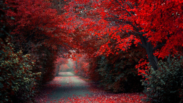 Wallpaper Red, Leafed, Autumn, And, Leaves, Desktop, Fallen, Trees, Road