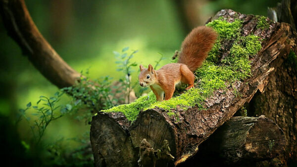 Wallpaper White, Background, Standing, Tree, Trunk, Green, Squirrel, Brown