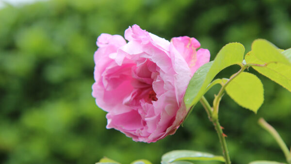 Wallpaper Green, Flower, Light, Leaves, Blur, Rose, Background, Pink