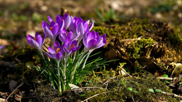 Wallpaper Flowers, Purple, Ground, Crocus