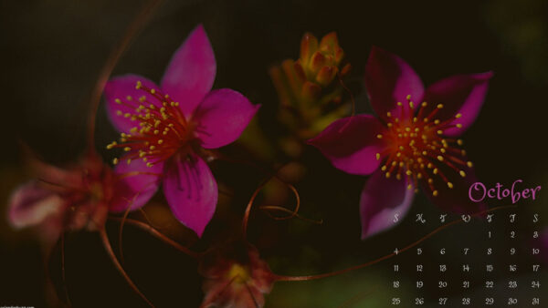 Wallpaper Pink, Calendar, October, Background, Desktop, Flowers, Brown