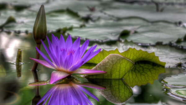 Wallpaper Reflection, Flowers, Buds, Green, Lily, Leaves, Water, Purple