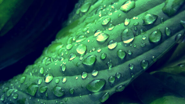 Wallpaper With, Green, Leaf, Drops, Water