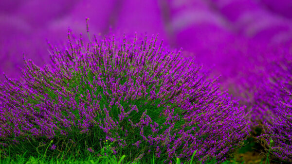 Wallpaper Lavender, Flowers, Blur, Background, Field, View, Closeup
