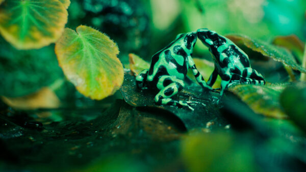 Wallpaper Frog, Black, Light, Leaf, Green, Blur, Background
