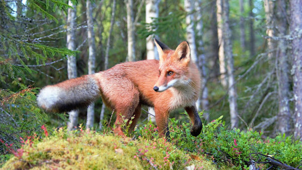 Wallpaper Background, Standing, Brown, Trees, Forest, Fox