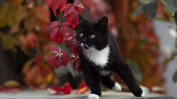 Wallpaper Standing, Wood, Leaves, Kitten, White, Red, Background, Black, Desktop, Cat